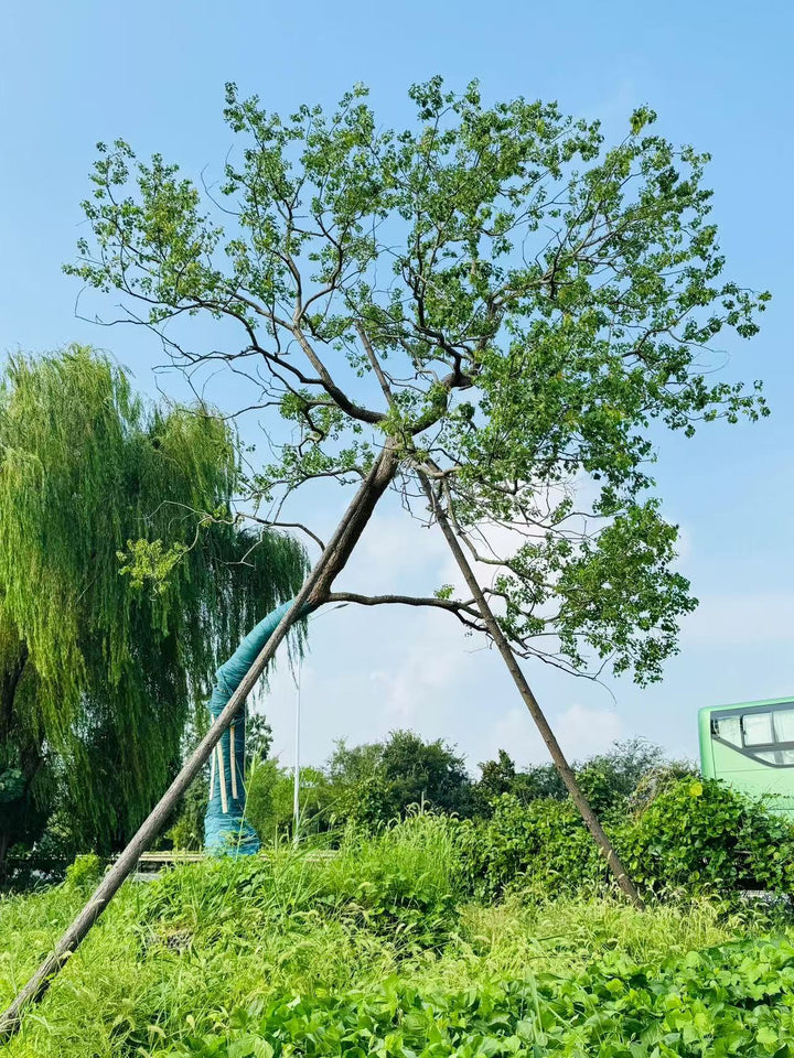 Triadica sebifera – Chinese Tallow Ornamental Tree – yinfengnursery