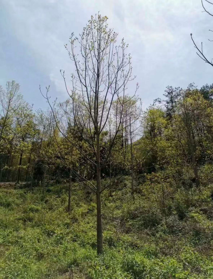 Liriodendron tulipifera – Tulip Flowering Ornamental Tree – yinfengnursery