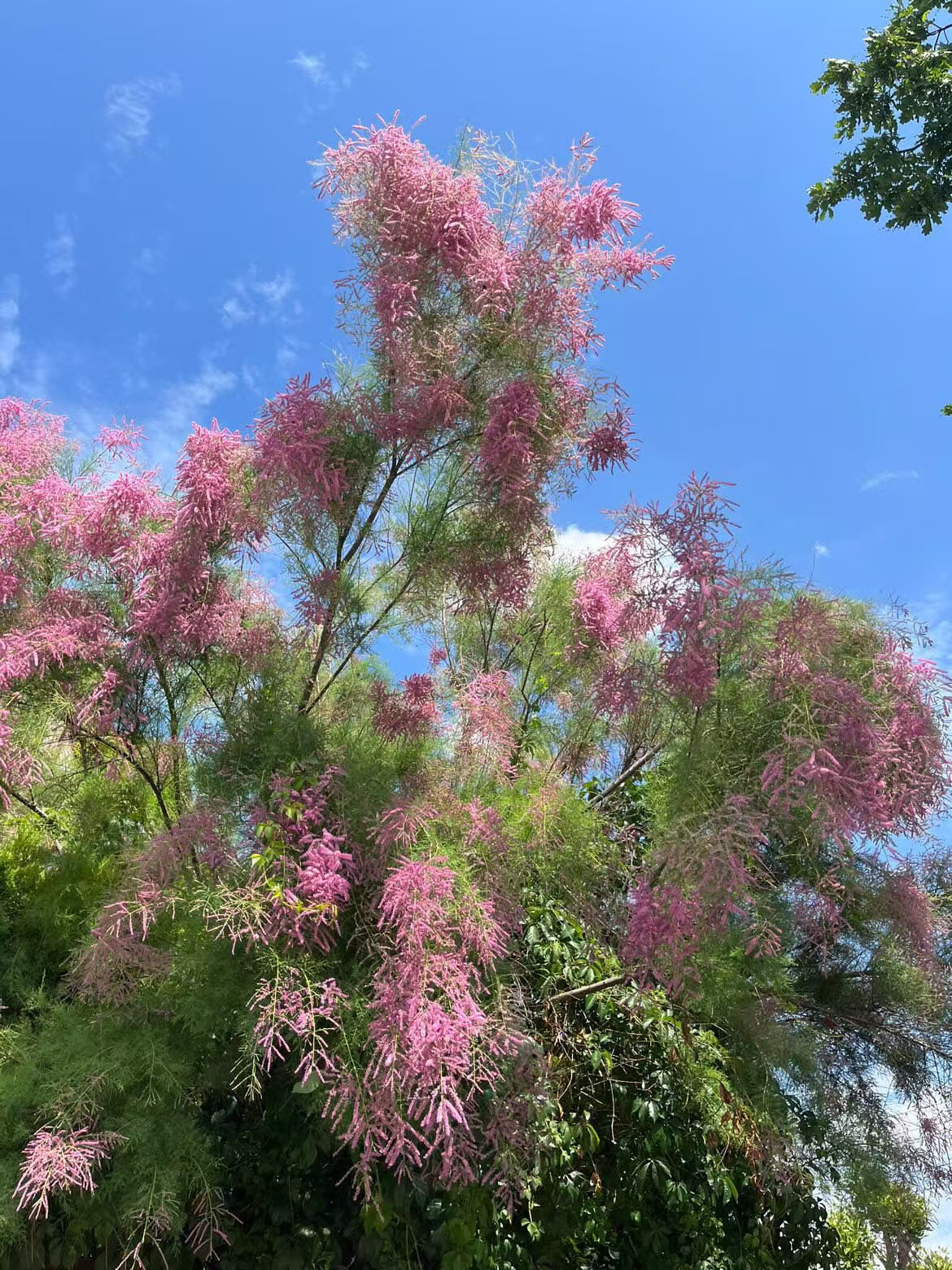 Tamarix chinensis – Tamarisk Ornamental Landscape Tree – yinfengnursery