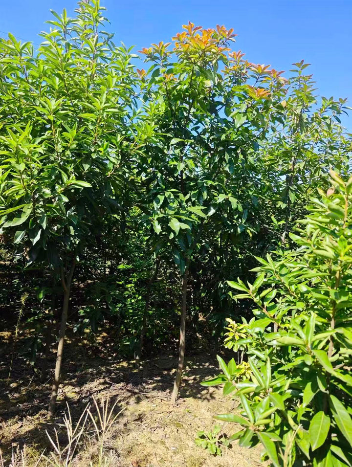 Schima superba – Evergreen Ornamental Landscape Tree – yinfengnursery