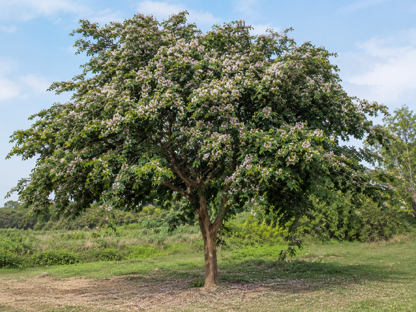 Pongamia pinnata – Indian Beech Landscape Tree – yinfengnursery