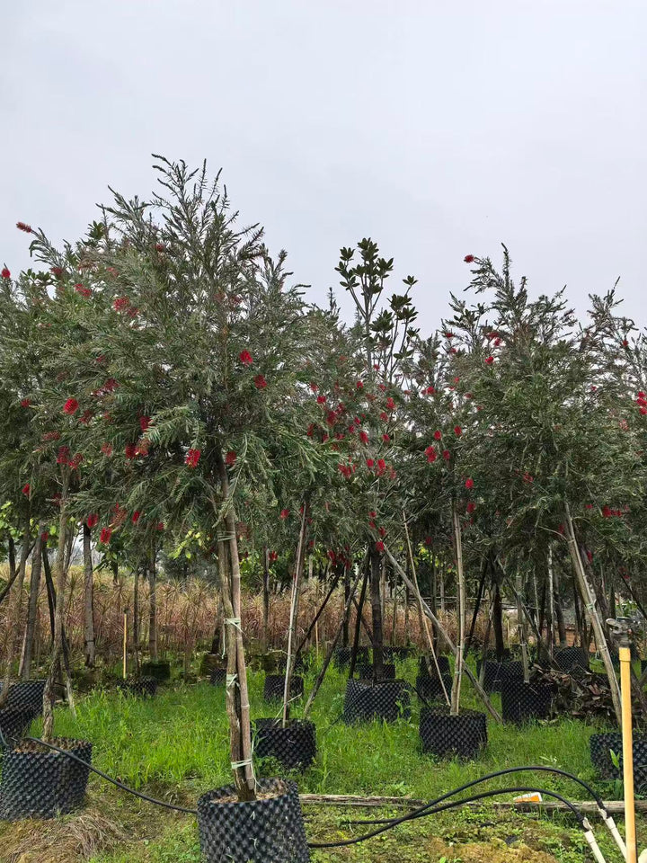 Callistemon citrinus – Red Bottlebrush Ornamental Tree – yinfengnursery