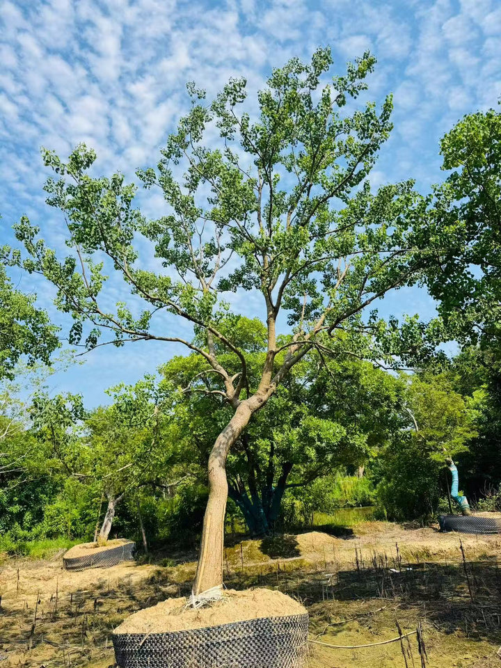 Triadica sebifera – Chinese Tallow Ornamental Tree – yinfengnursery