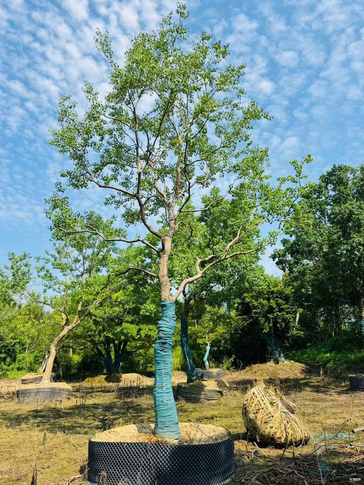 Triadica sebifera – Chinese Tallow Ornamental Tree – yinfengnursery